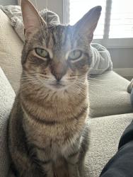 Lost Female Cat last seen Magnolia and Elm, Brea, CA 92821