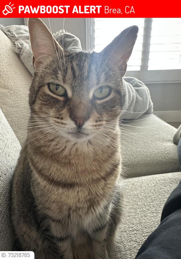 Lost Female Cat last seen Magnolia and Elm, Brea, CA 92821