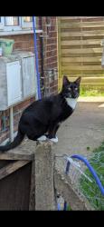 Reunited Female Cat last seen St bernards avenue, Lincolnshire, England LN11 8BA