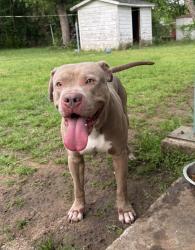 Reunited Male Dog last seen Newman Dr, Haltom City, TX 76117