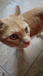 Reunited Male Cat last seen 39th street, Independence, MO 64057