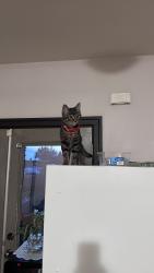 Lost Female Cat last seen Near wedgewood st, Burnaby, BC V5E 2E5
