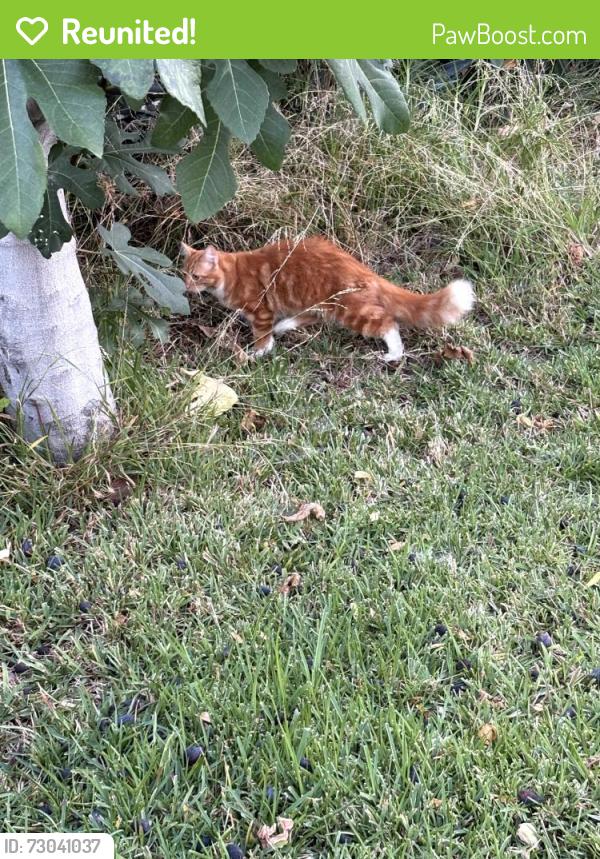 Reunited Unknown Cat last seen Sierra Vista middle school, La Puente, CA 91744