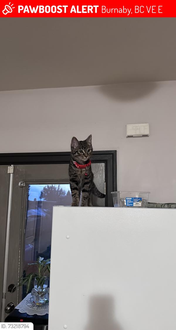 Lost Female Cat last seen Near wedgewood st, Burnaby, BC V5E 2E5