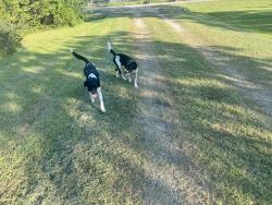 Found/Stray Male Dog last seen Alvin, near 172 & 185, Alvin, TX 77511