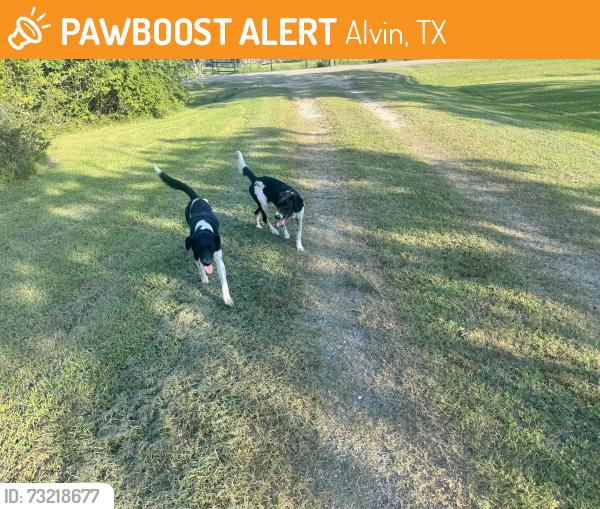 Found/Stray Male Dog last seen Alvin, near 172 & 185, Alvin, TX 77511