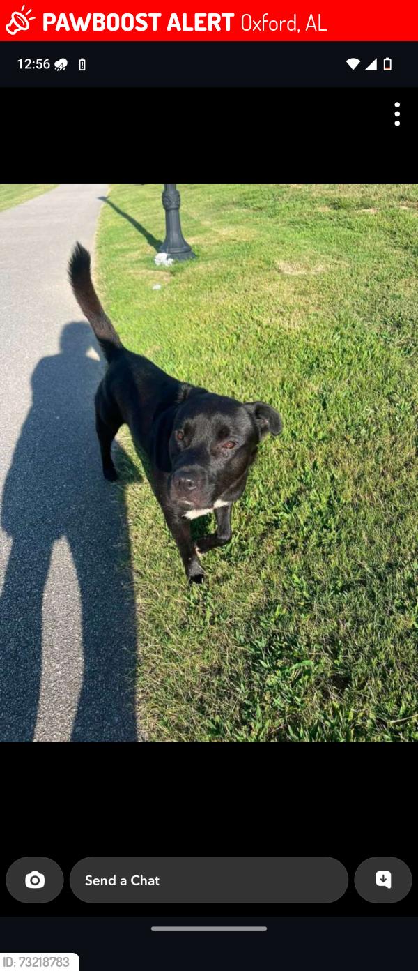 Lost Male Dog last seen Near Friendship Road, Oxford, AL 36203
