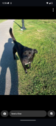 Lost Male Dog last seen Near Friendship Road, Oxford, AL 36203