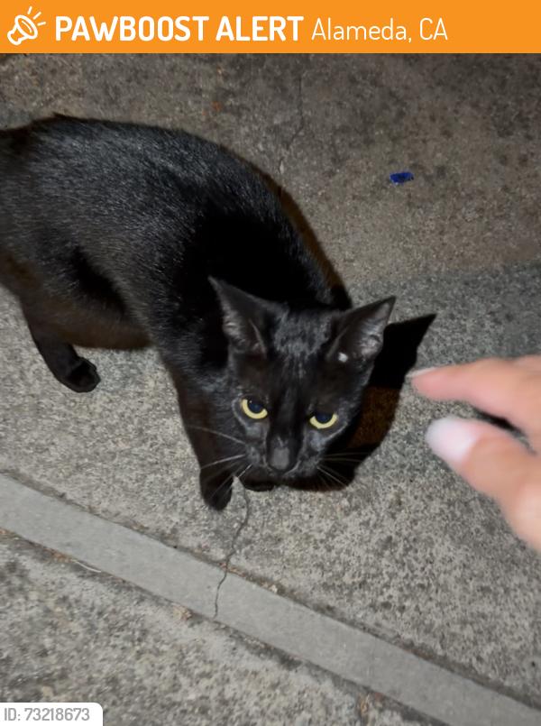 Found/Stray Unknown Cat last seen Summer hse apmts, Alameda, CA 94501