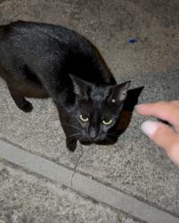 Found/Stray Unknown Cat last seen Summer hse apmts, Alameda, CA 94501