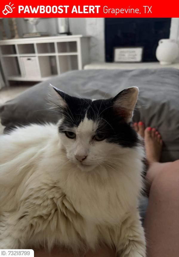 Lost Female Cat last seen Kimball Ave, Grapevine, TX 76051