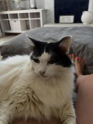 Lost Female Cat last seen Kimball Ave, Grapevine, TX 76051