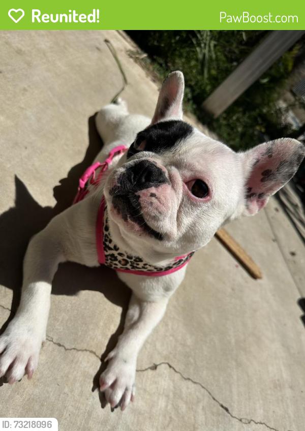 Reunited Female Dog last seen Pashal and cervera, Wildomar, CA 92595