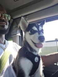 Lost Female Dog last seen Oakdale, Saint Paul, MN 55118