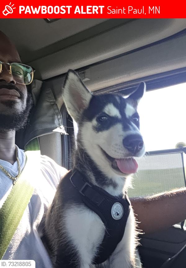 Lost Female Dog last seen Oakdale, Saint Paul, MN 55118