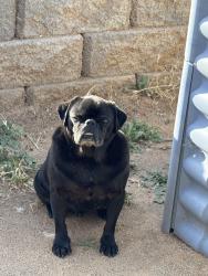 Lost Male Dog last seen Hilldale & stardust st valley center, Valley Center, CA 92082