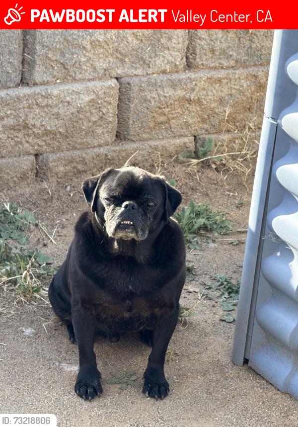 Lost Male Dog last seen Hilldale & stardust st valley center, Valley Center, CA 92082