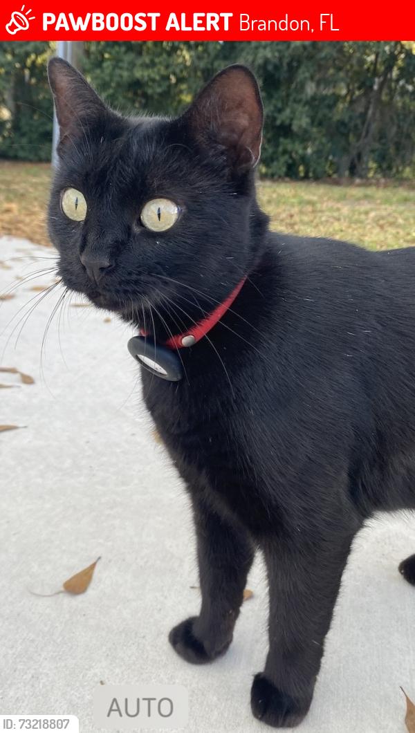 Lost Female Cat last seen John Moore Road and Ridge Court, Brandon, FL 33511