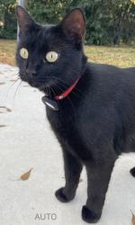 Lost Female Cat last seen John Moore Road and Ridge Court, Brandon, FL 33511