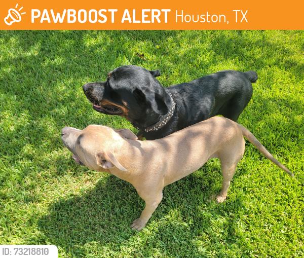 Found/Stray Male Dog last seen Bunkeridge Rd, Houston, TX 77053