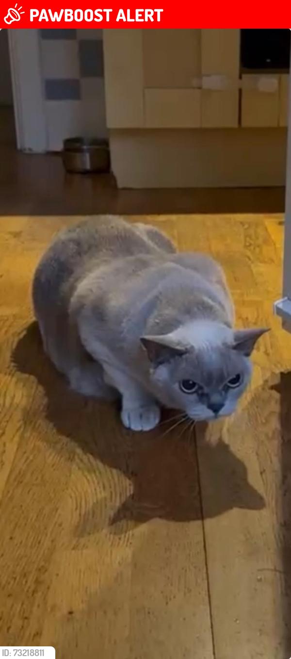 Lost Male Cat last seen Dyke Road Park, Brighton and Hove, England 