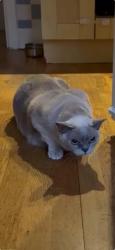 Lost Male Cat last seen Dyke Road Park, Brighton and Hove, England 