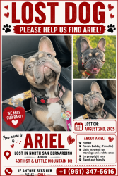Lost Female Dog last seen Little Mountain Drive, San Bernardino, CA 92407