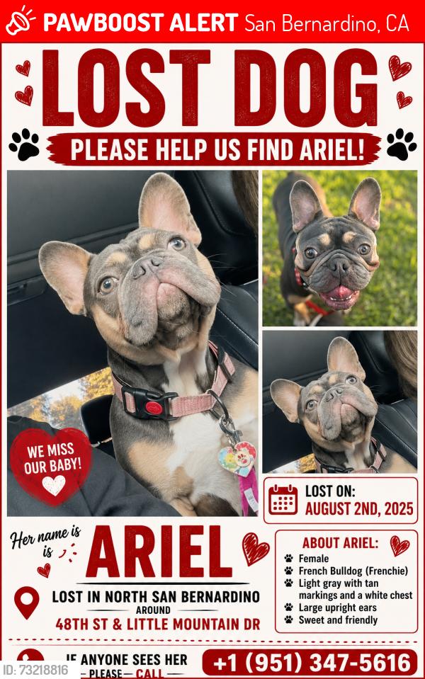 Lost Female Dog last seen Little Mountain Drive, San Bernardino, CA 92407