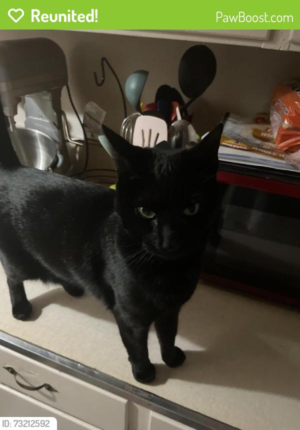 Reunited Female Cat last seen Fairgrove church and yanceyville, Browns Summit, NC 27214