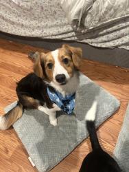 Reunited Male Dog last seen Near S St Louis St, Los Angeles, CA 90033, USA, Los Angeles, CA 90033