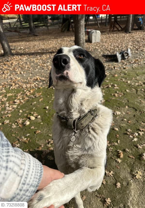 Lost Male Dog last seen Tracy ca, Tracy, CA 95304