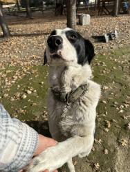 Lost Male Dog last seen Tracy ca, Tracy, CA 95304