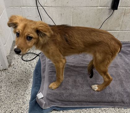 Shelter Stray Female Dog last seen St John Ave & Belmont Blvd, KCMO, 64123, 64123, MO, 7077 Elmwood Ave, Kansas City, MO 64132, USA