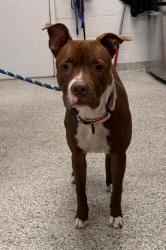 Shelter Stray Female Dog last seen E 63rd St & Prospect Ave, KCMO, 64130, 64130, MO, 7077 Elmwood Ave, Kansas City, MO 64132, USA
