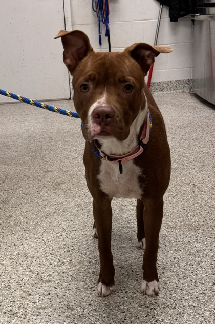 Shelter Stray Female Dog last seen E 63rd St & Prospect Ave, KCMO, 64130, 64130, MO, 7077 Elmwood Ave, Kansas City, MO 64132, USA