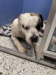Shelter Stray Unknown Dog last seen Near Elmwood Ave, KCMO, 64132, 64132, MO, 7077 Elmwood Ave, Kansas City, MO 64132, USA