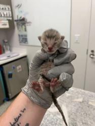 Shelter Stray Female Cat last seen Near E Truman Rd, 64127, 64127, MO, 7077 Elmwood Ave, Kansas City, MO 64132, USA