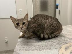 Shelter Stray Female Cat last seen Near E Truman Rd, 64127, 64127, MO, 7077 Elmwood Ave, Kansas City, MO 64132, USA