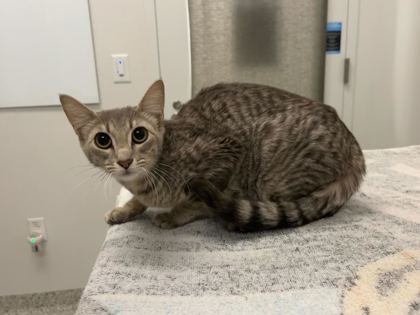 Shelter Stray Female Cat last seen Near E Truman Rd, 64127, 64127, MO, 7077 Elmwood Ave, Kansas City, MO 64132, USA