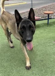 Shelter Stray Male Dog last seen Near CIELO MAR Dr, CITY of El Paso, TX, 5001 Fred Wilson Ave, El Paso, TX 79906, USA