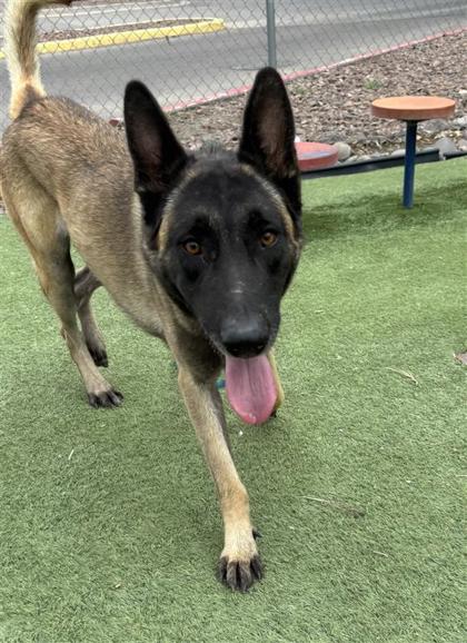 Shelter Stray Male Dog last seen Near CIELO MAR Dr, CITY of El Paso, TX, 5001 Fred Wilson Ave, El Paso, TX 79906, USA