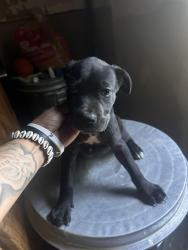 Reunited Female Dog last seen Fields Chapel, Canton, GA 30114
