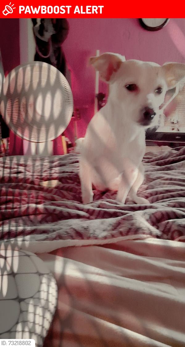 Lost Female Dog last seen 2nd and osuna by the circle k, Los Ranchos de Albuquerque, NM 87107