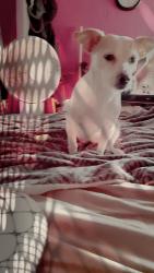 Lost Female Dog last seen 2nd and osuna by the circle k, Los Ranchos de Albuquerque, NM 87107