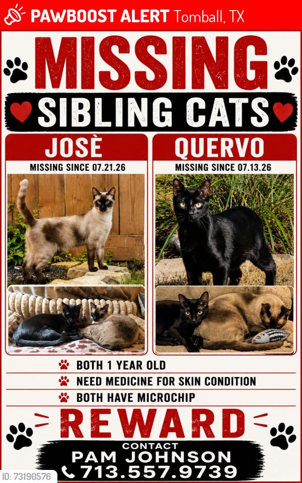Lost Male Cat last seen Bowsman and Dumheller, Tomball, TX 77377