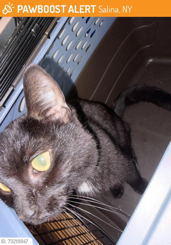 Found/Stray Unknown Cat last seen Bush, Salina, NY 13088