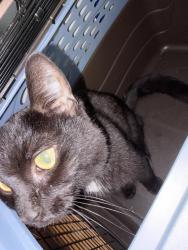 Found/Stray Unknown Cat last seen Bush, Salina, NY 13088