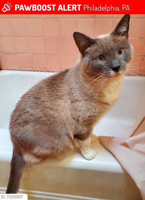Lost Male Cat last seen Knorr st and longhsore ave, Philadelphia, PA 19149