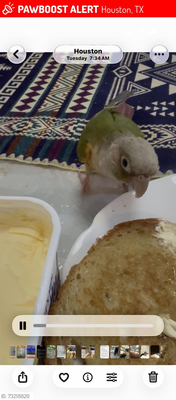 Lost Male Bird last seen Walmart Supercenter FM 529, Houston, TX 77084