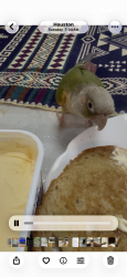 Lost Male Bird last seen Walmart Supercenter FM 529, Houston, TX 77084